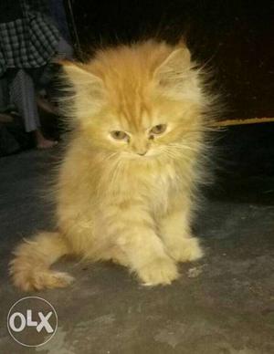 Orange Tabby Persian Kitten