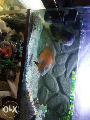 Oscar fish 10inch price for pair