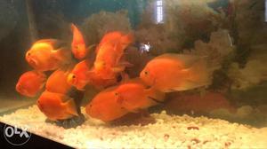 Pair  only i have 6pairs big golden fishs
