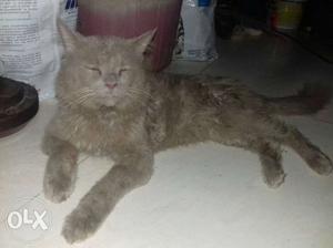 Parsian cat male.13 month old.toilet trained.