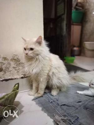 Parsion cat..13 munth old...male