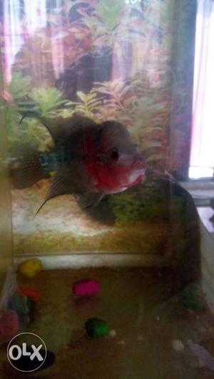 Pear Flowerhorn Cichlid