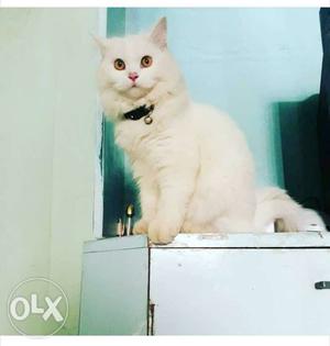 Pearl white Persian Male 9 months old