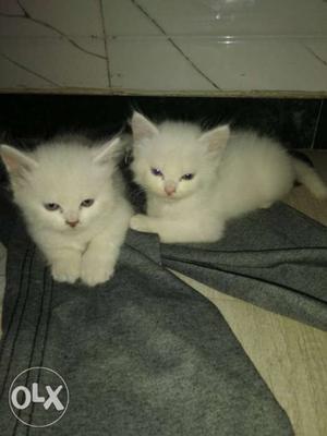 Percian cat doll face male & female white colour