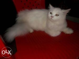 Percian cat full hair wait female 6month old