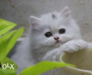 Persian Kitten for sale in 