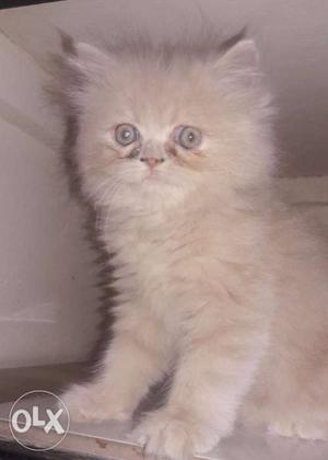 Persian bi colour sami punch face kitten