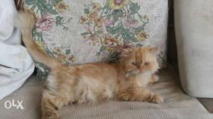 Persian cat 3 yrs old