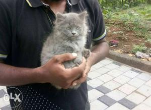 Persian cat 50 days old