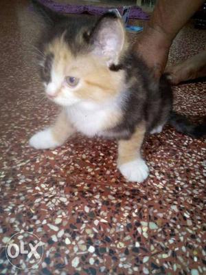Persian cat, almost 2months old,very