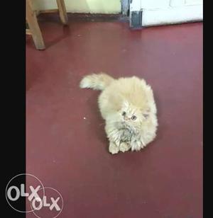 Persian cat female 3 months old