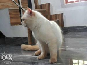 Persian cat for blue eye age 1.5 old