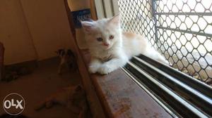 Persian cat kitten pure breed best quality heavy fur home