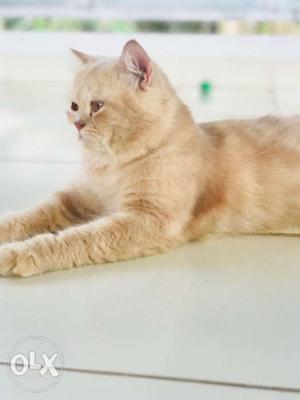 Persian cat male. price negotiable