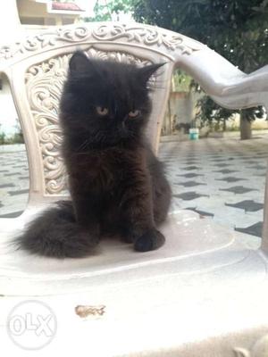 Persian cat punch face black
