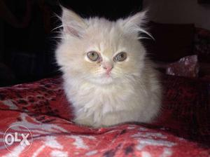 Persian cats available of 2 months in flawn brown