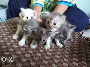 Persian cats for sale...for each
