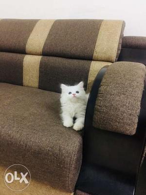 Persian cats kittens available free home delivery