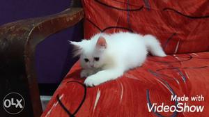 Persian kitten for sale for