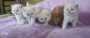 Persian kittens available in pune