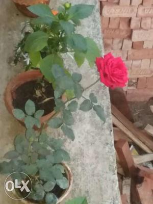 Pink Rose In Baharampore