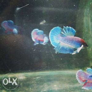 Plakat for sale. breeding pair hv