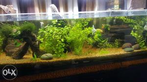 Planted aquarium sale