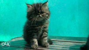Puncj face Persian Kitten