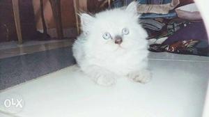 Pure Persian punch breed cat