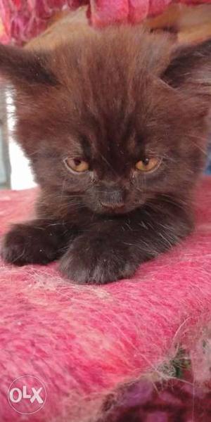 Pure black Persian kitten 45days old