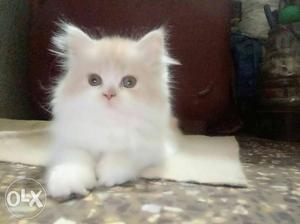 Pure bread persian kittens for sale