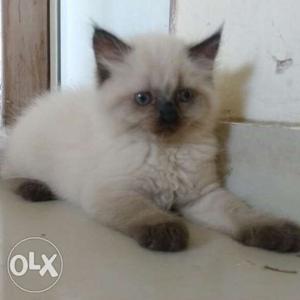 Pure breed Himalayan Persian kitten available for