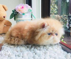 Pure breed persian brown kitten 2 months old cod