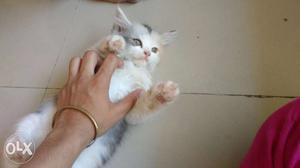 Pure persian cat kitten calico breed female 2.5