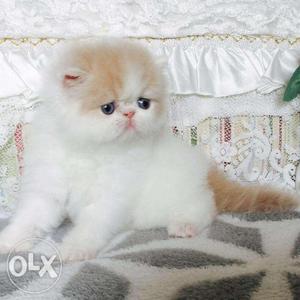 Pure persian long hair cat kitten 2 months old female