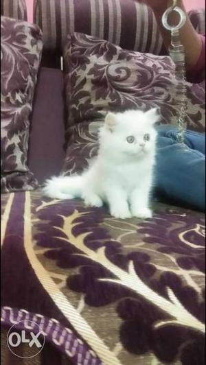 Pure white Female Persian kitten semi punch face