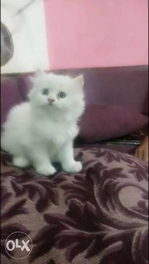 Pure white female persian kitten Available