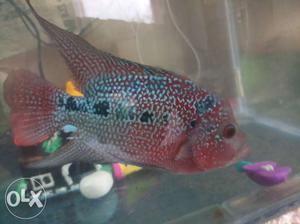 Quality pearly flowerhorn fish for sale