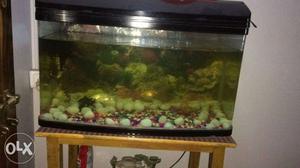 Rectangular Black Frame Clear Pet Tank With 14 fish,top