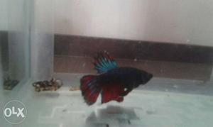 Red, Blue, And Black Betta Fish