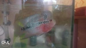 Red Dragon Flowerhorn..With great lok and