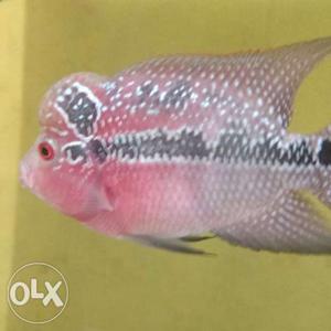 Red, Gray, And Black Flowerhorn Fish