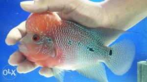 Red Magma Flowerhorn 6.5inch available 200%
