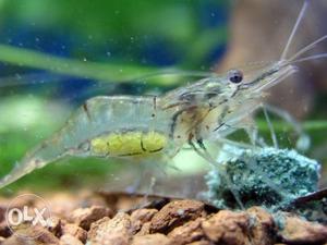 Red cherry and Ghost Shrimp babies (5 pieces) 50 rupees. 5-