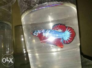 Red plakat 300 only interested msg me