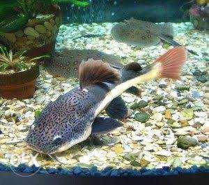 Red tail Cat Fish 18inch+