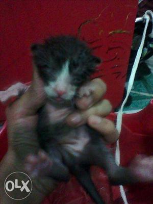 Rs baby cat paltu