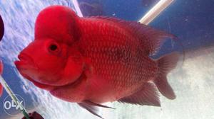 SRD FlowerHorn fish 6" +