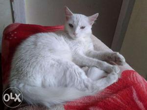 Semi Persian white cat sale Female (Age 2-3 year)