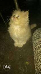 Semi punch face persian kitten